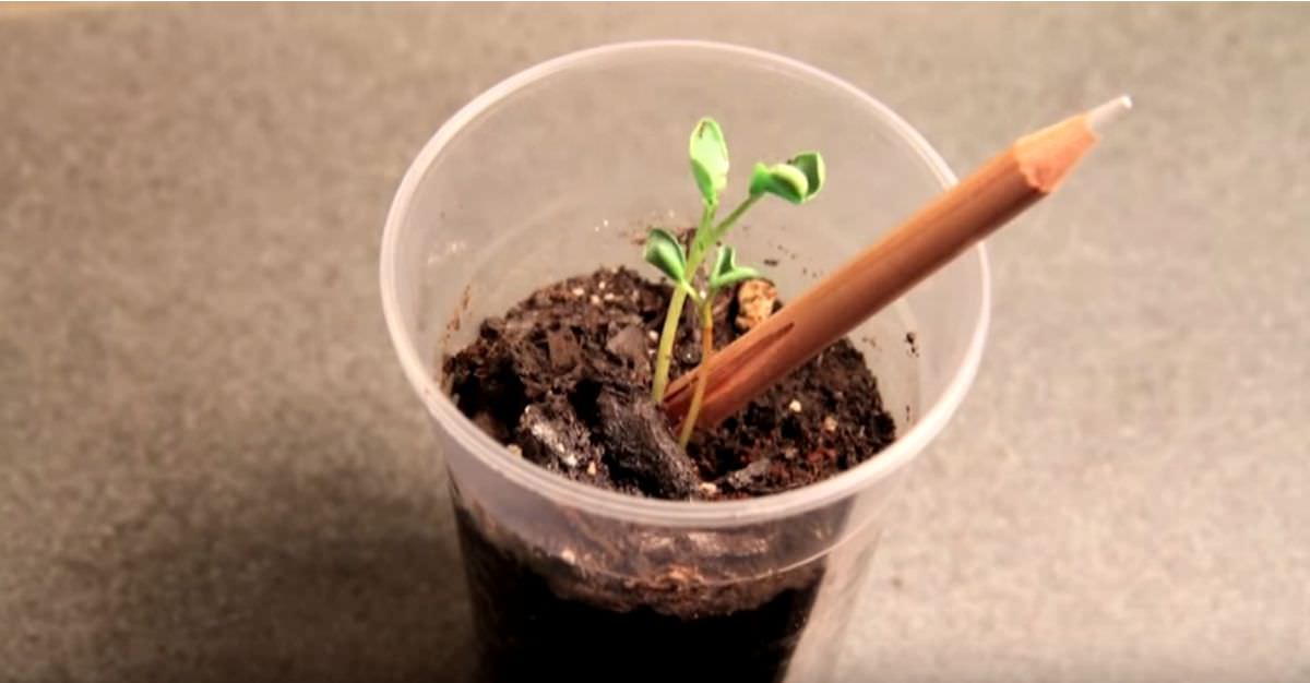 Fantástico Lápiz Que Cuando Ya No Lo Usas Puedes Plantarlo Y Crear Tu