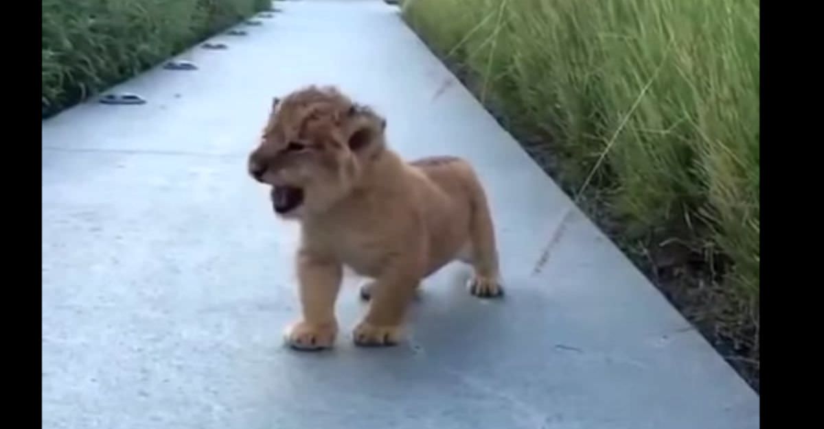 El Rugido De Este Pequeño León Hará Que Grites De Ternura | Tronya