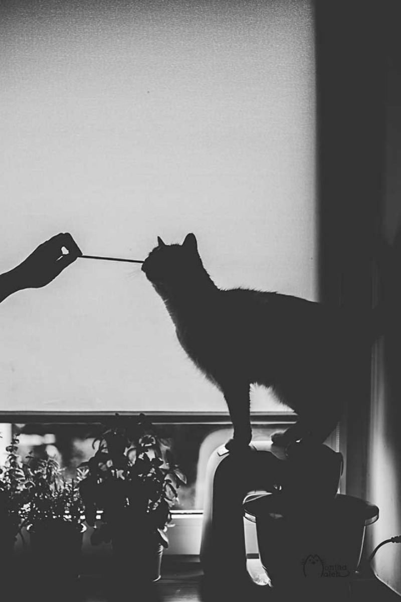 Gatos blanco y negro foto 1