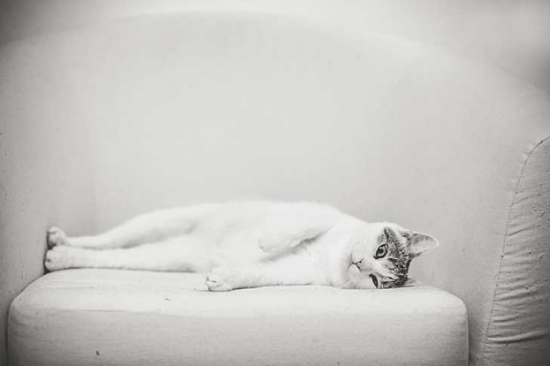 Gatos blanco y negro foto 11