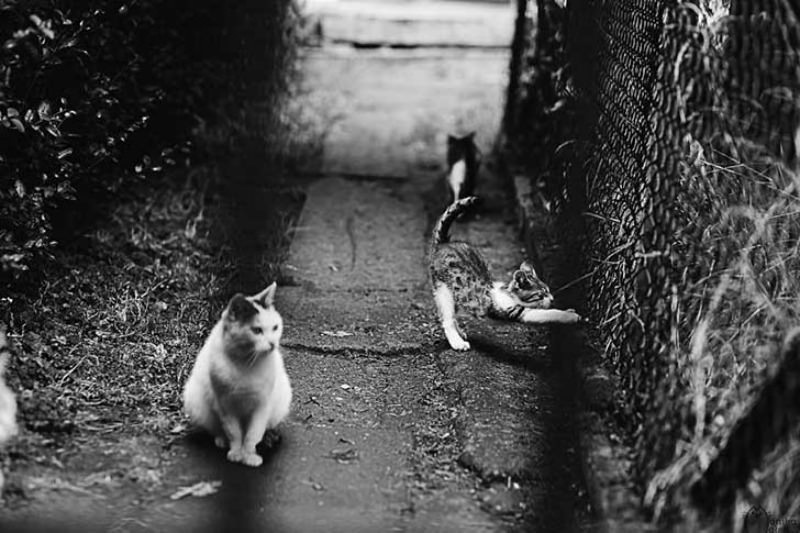 Gatos blanco y negro foto 12