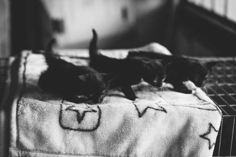 Gatos blanco y negro foto 18
