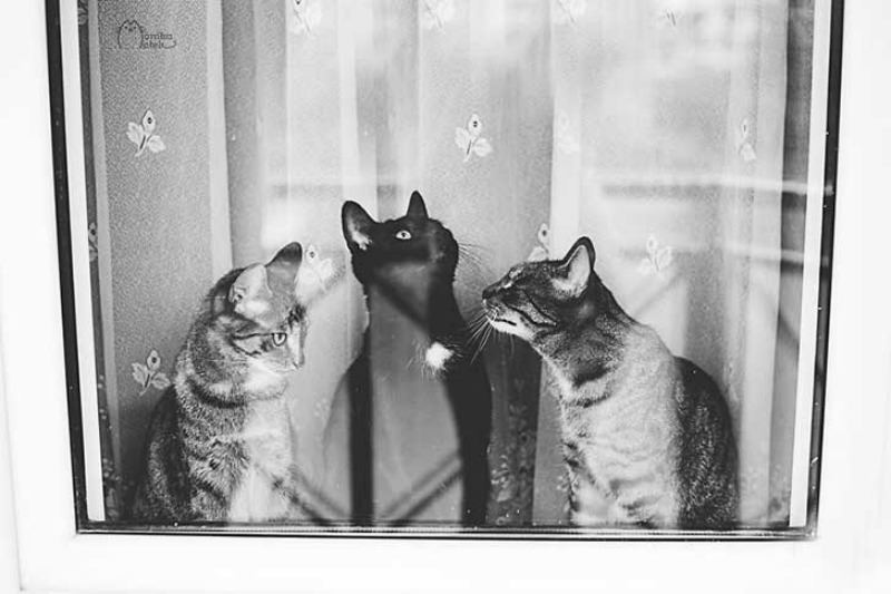 Gatos blanco y negro foto 4