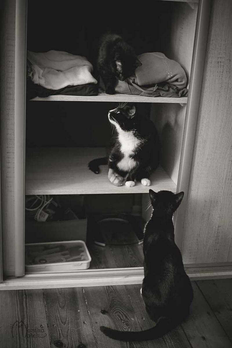 Gatos blanco y negro foto 6