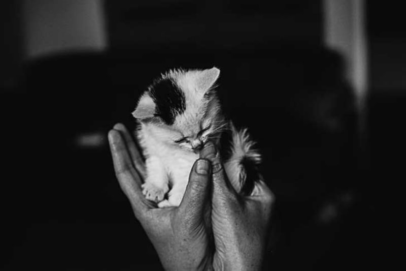 Gatos blanco y negro foto 8