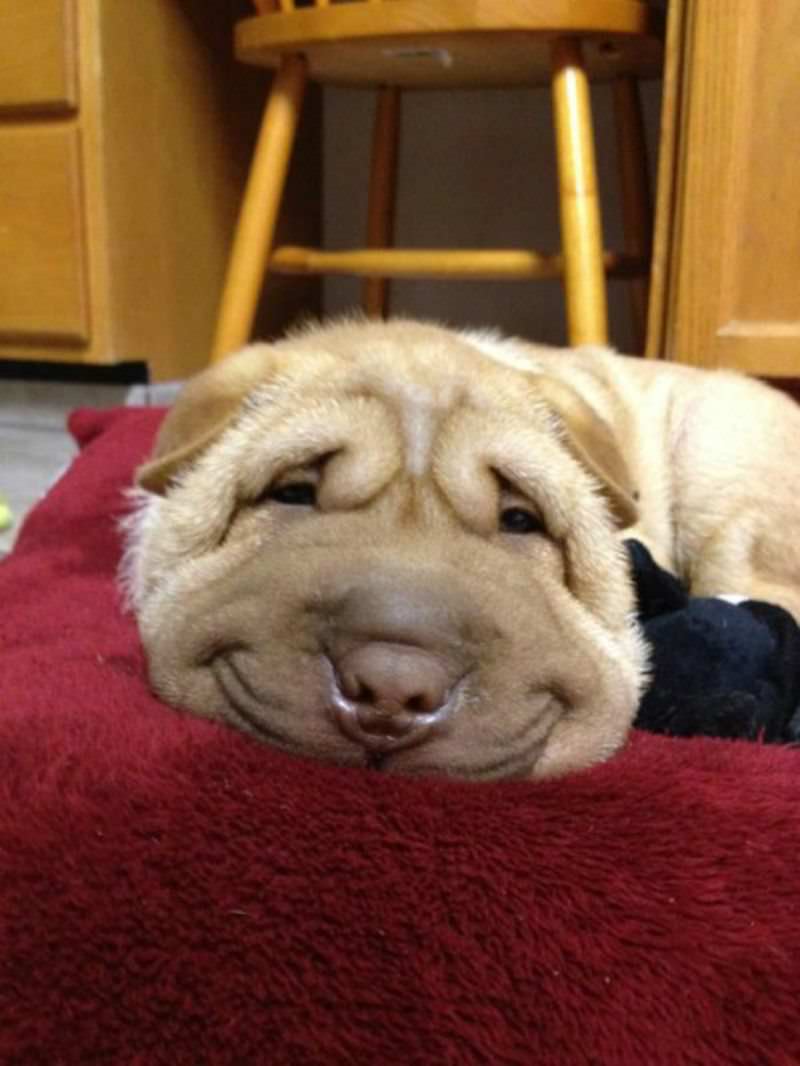 Perros sonriendo foto 1