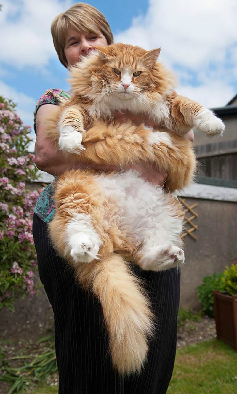 Gato gigante foto 15