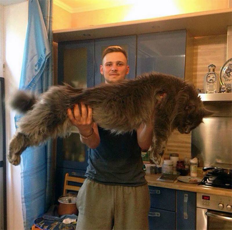Gato gigante foto 16