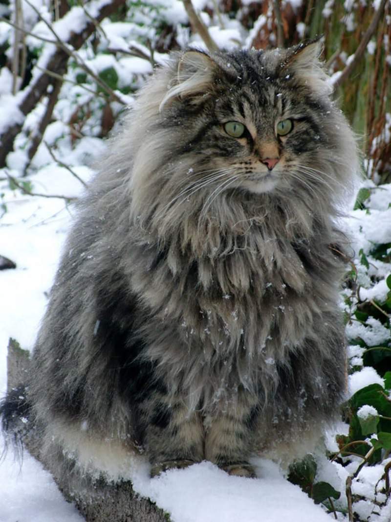 Gato gigante foto 3