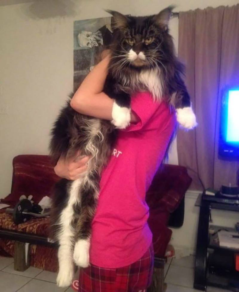 Gato gigante foto 9