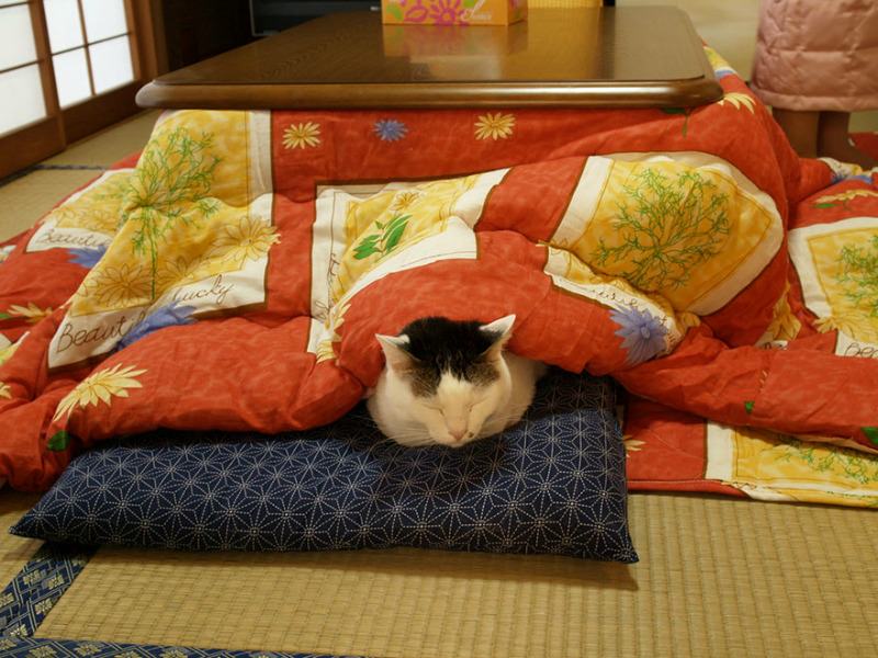 kotatsu foto 7