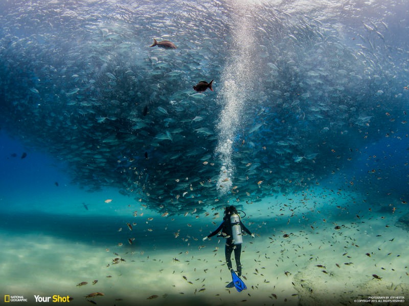 Ý?¤Ü¡o[Ãf9u9J½Iá¿¾¼ñ$½ ÑÿÙCabo Pulmo, Baja, Mexico. Amazing example of what a Marine Protected Area can do. The fish biomass in this reserve has bounced back and the ecosystem is