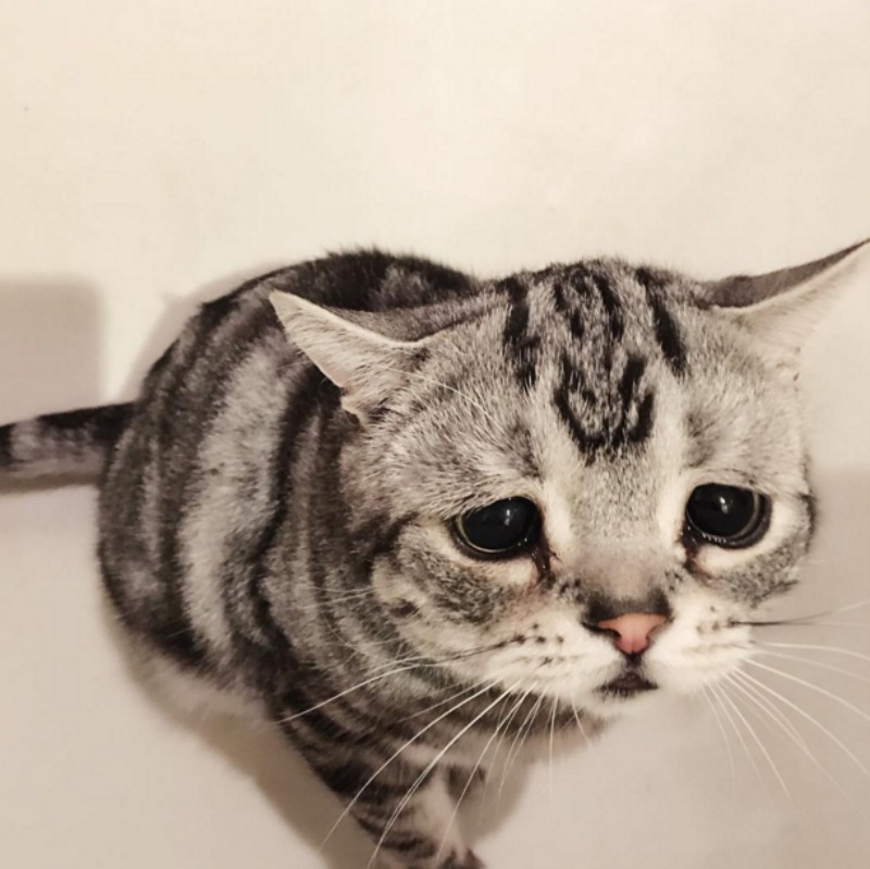 El gato mas triste del mundo foto 3