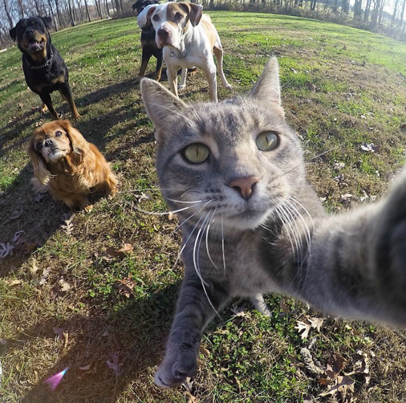 Gato y selfies foto 1