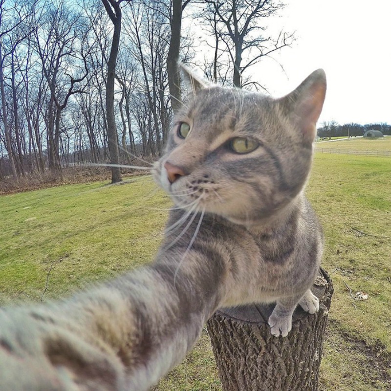 Gato y selfies foto 2