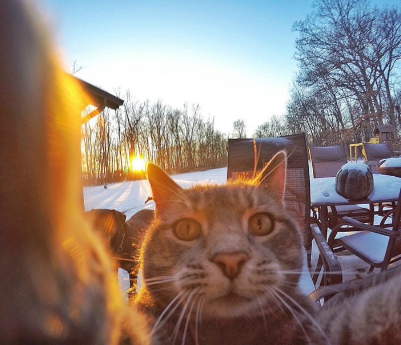 Gato y selfies foto 4