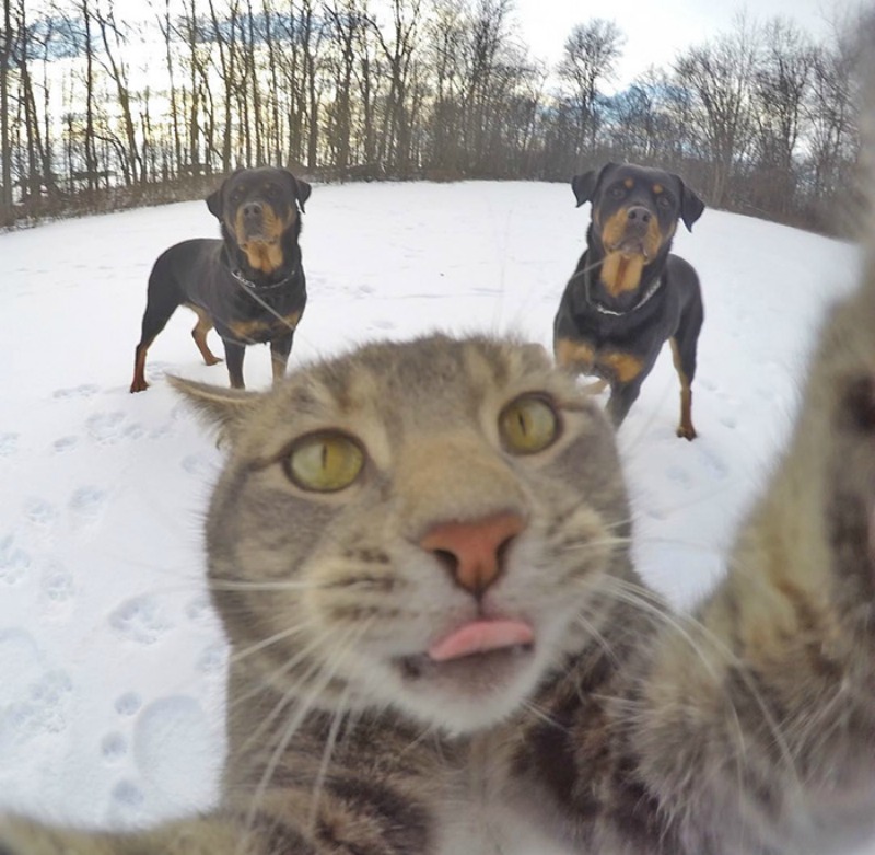 Gato y selfies foto 7