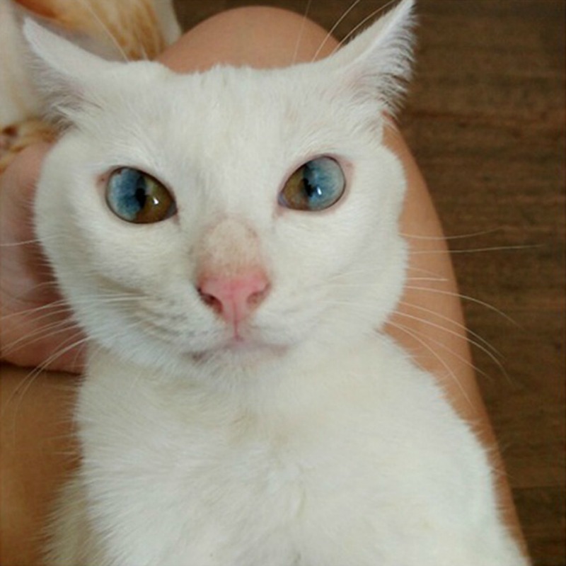 Gatos con los ojos de colores foto 1