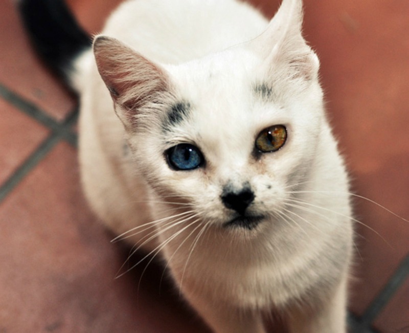 Gatos con los ojos de colores foto 10