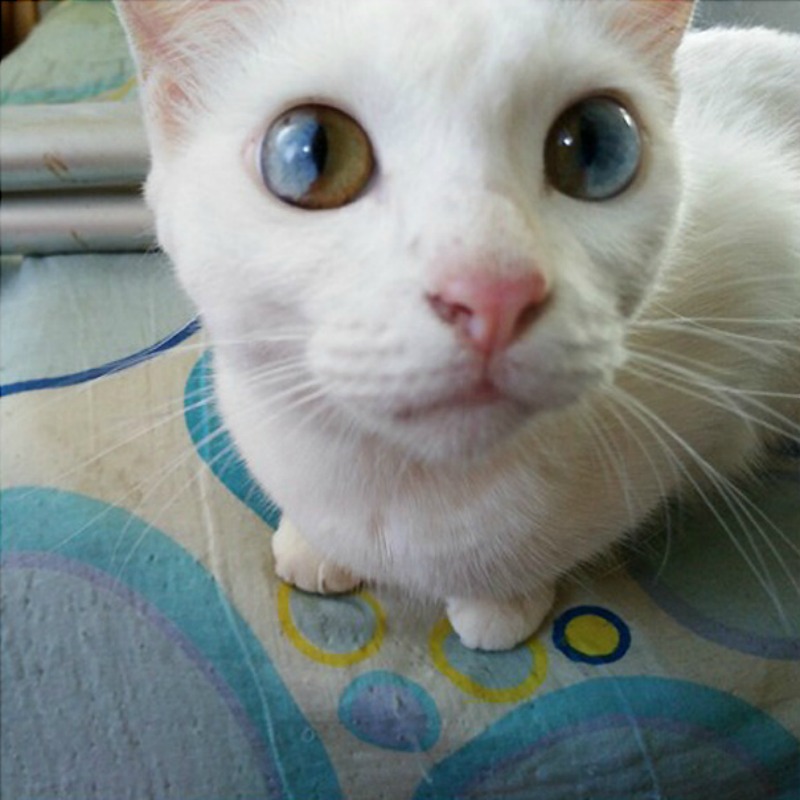 Gatos con los ojos de colores foto 2