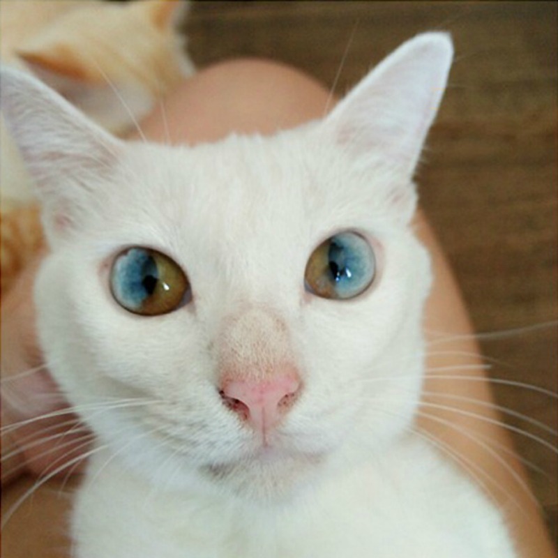 Gatos con los ojos de colores foto 4