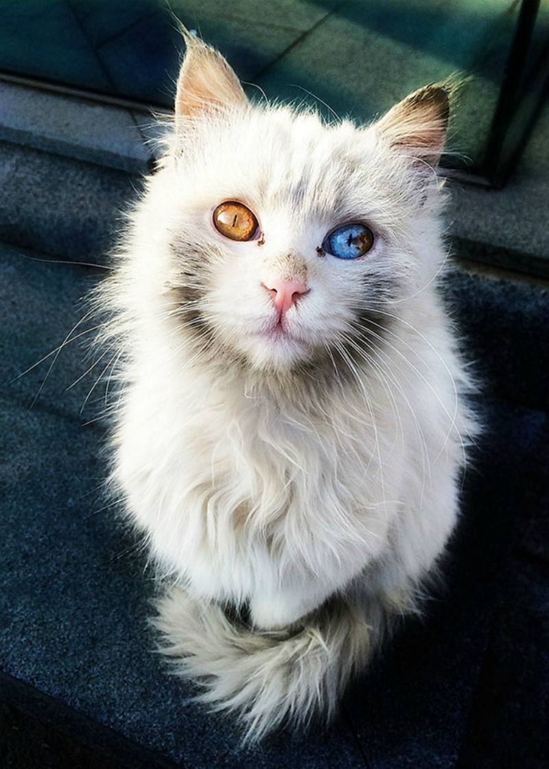 Gatos con los ojos de colores foto 6