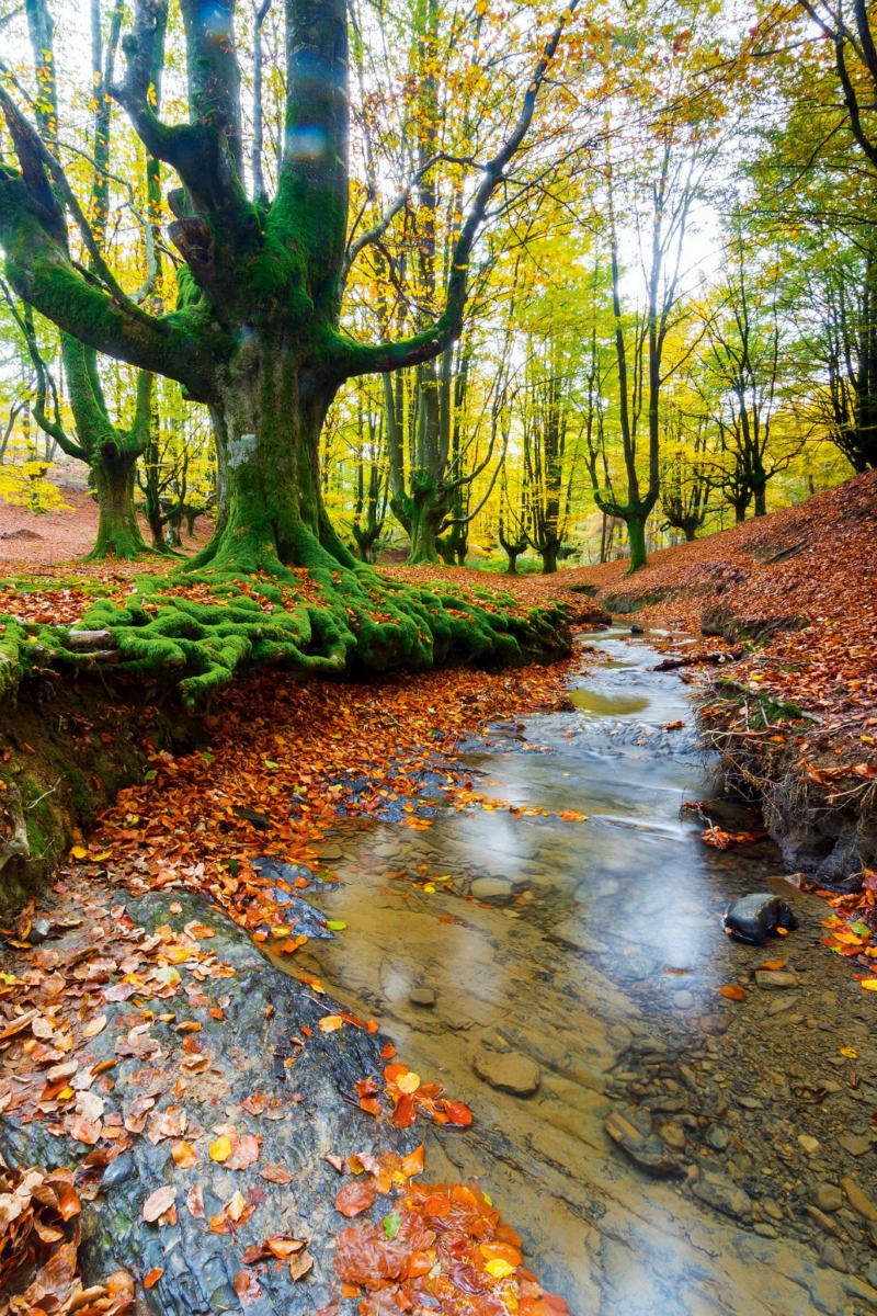 Los bosques mas bellos foto 10