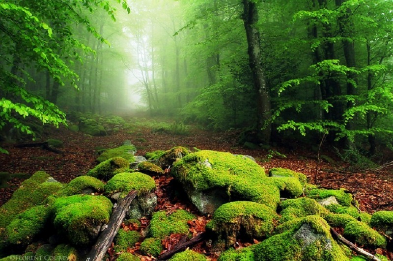 Los bosques mas bellos foto 11