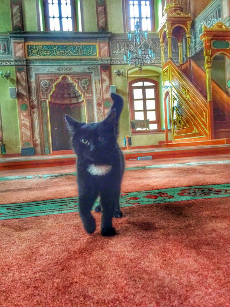 Mezquita alberga gatos foto 1
