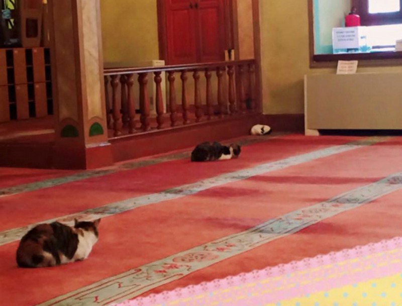Mezquita alberga gatos foto 3
