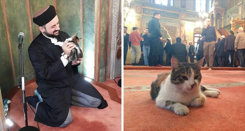 Mezquita alberga gatos foto 7