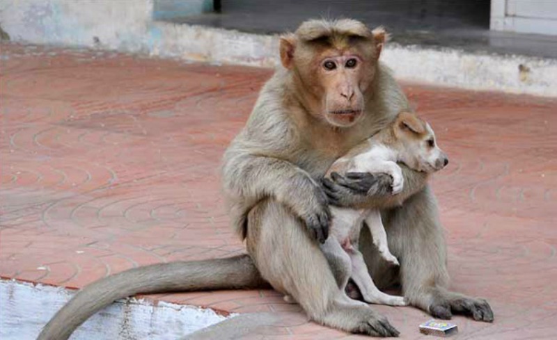 Mono adopta a perro foto 1