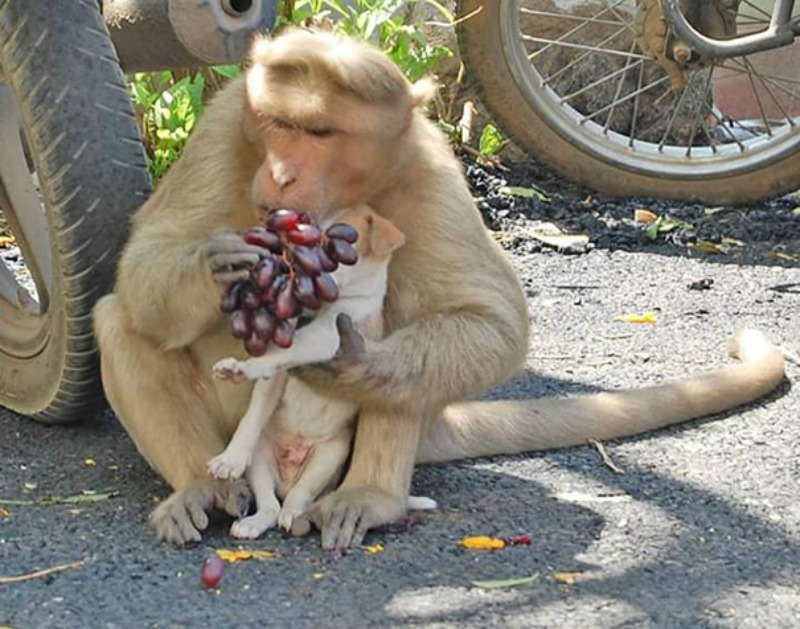 Mono adopta a perro foto 7
