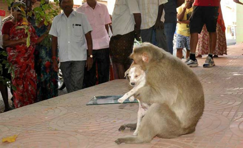 Mono adopta a perro foto 8