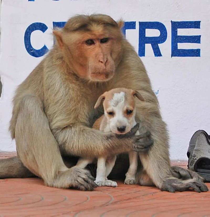 Mono adopta a perro foto 9