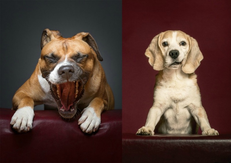 Retratos de perros foto 7