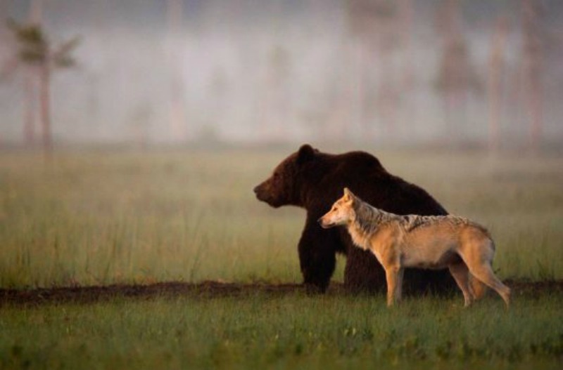 Amistad entre lobo y oso foto 2