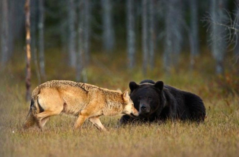 Amistad entre lobo y oso foto 3