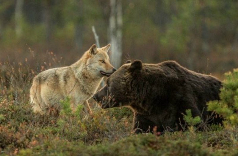 Amistad entre lobo y oso foto 4