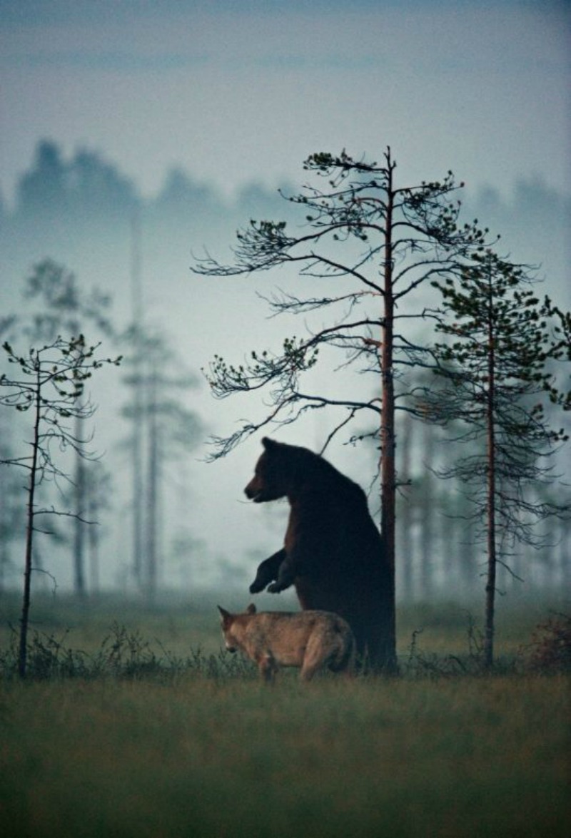 Amistad entre lobo y oso foto 6