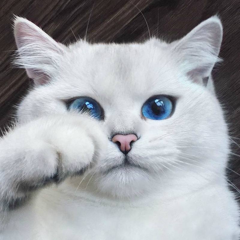 Gato con ojos lindos foto 1