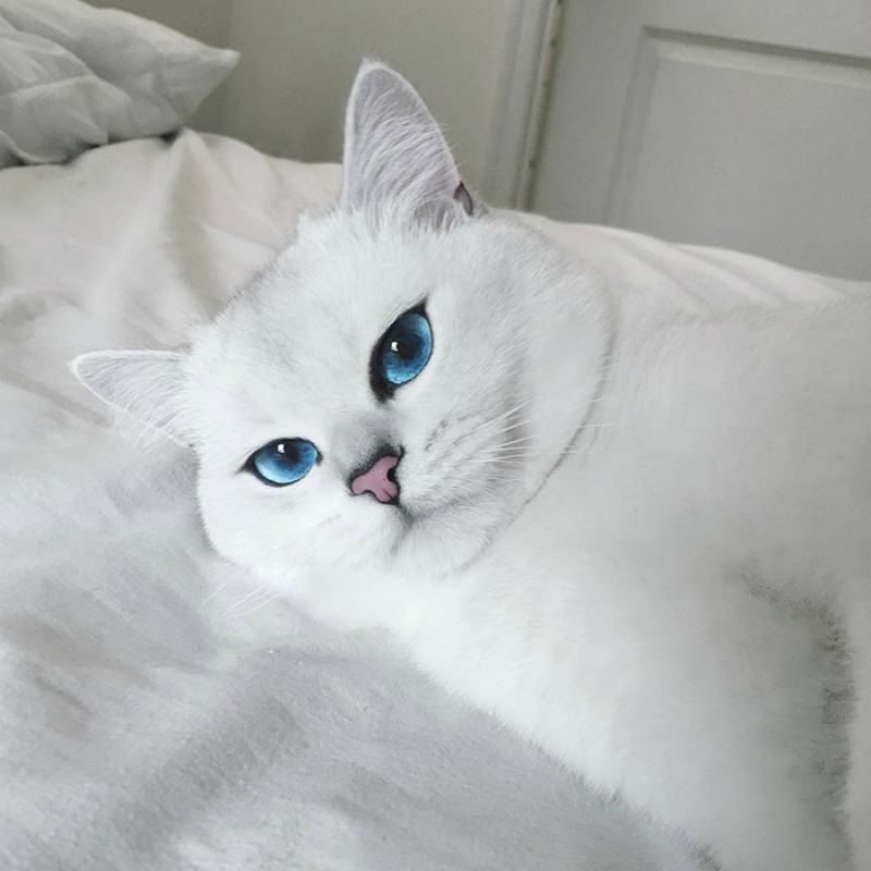 Gato con ojos lindos foto 12