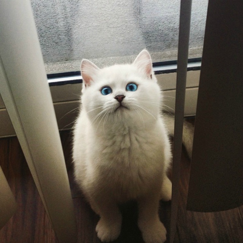 Gato con ojos lindos foto 15