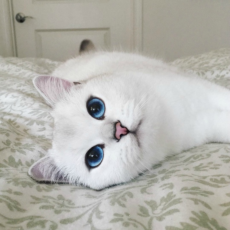 Gato con ojos lindos foto 17