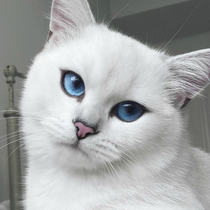 Gato con ojos lindos foto 3