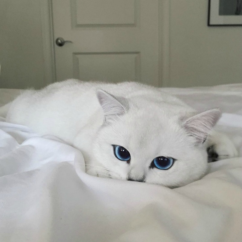 Gato con ojos lindos foto 4