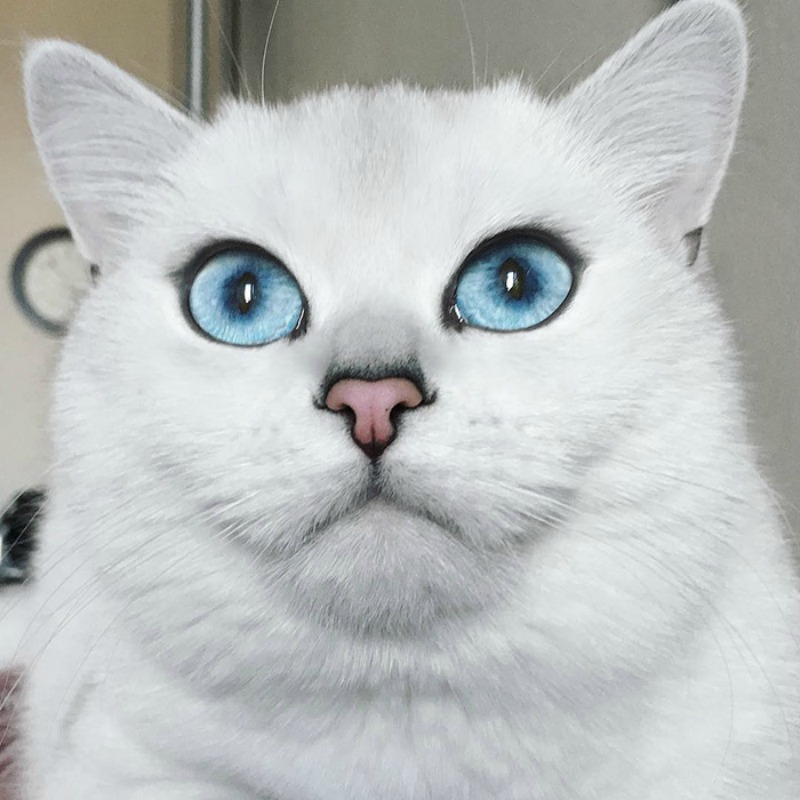 Gato con ojos lindos foto 6