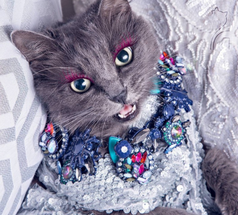 Gato fashionista foto 1
