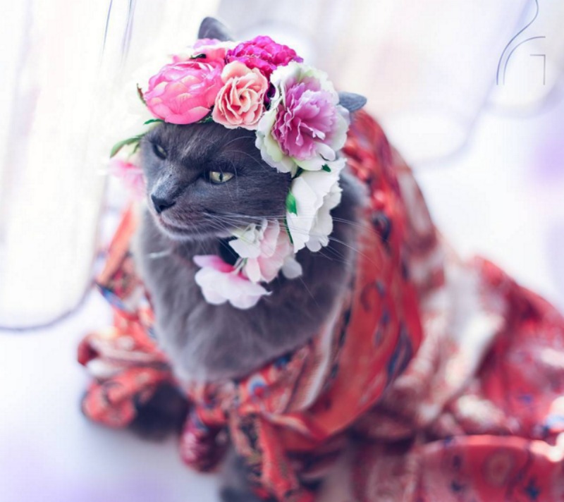 Gato fashionista foto 3