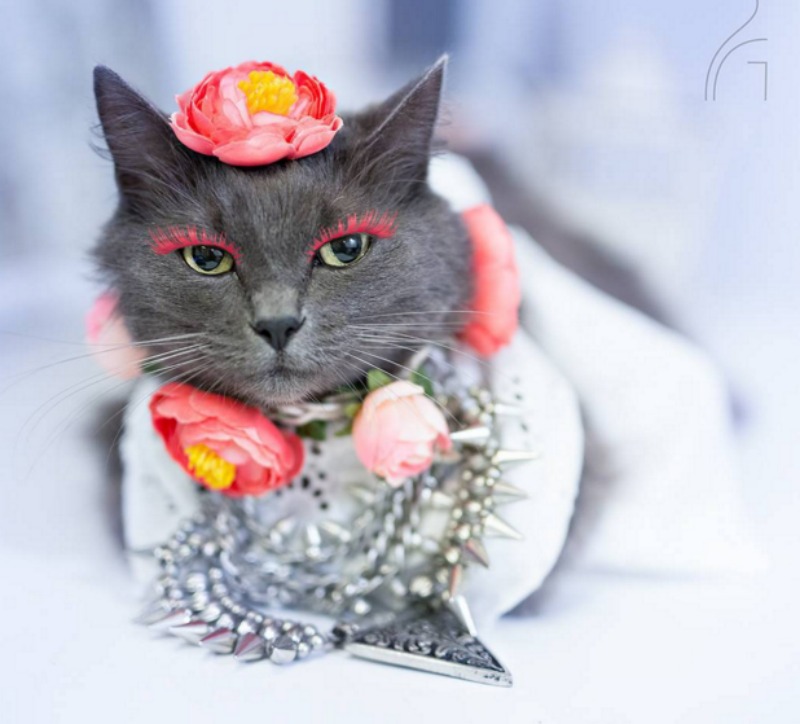 Gato fashionista foto 6